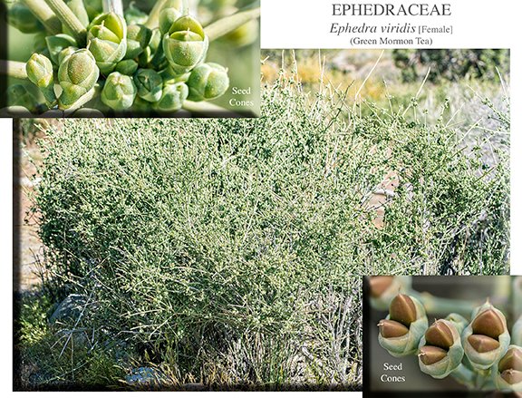 Ephedra viridis 02